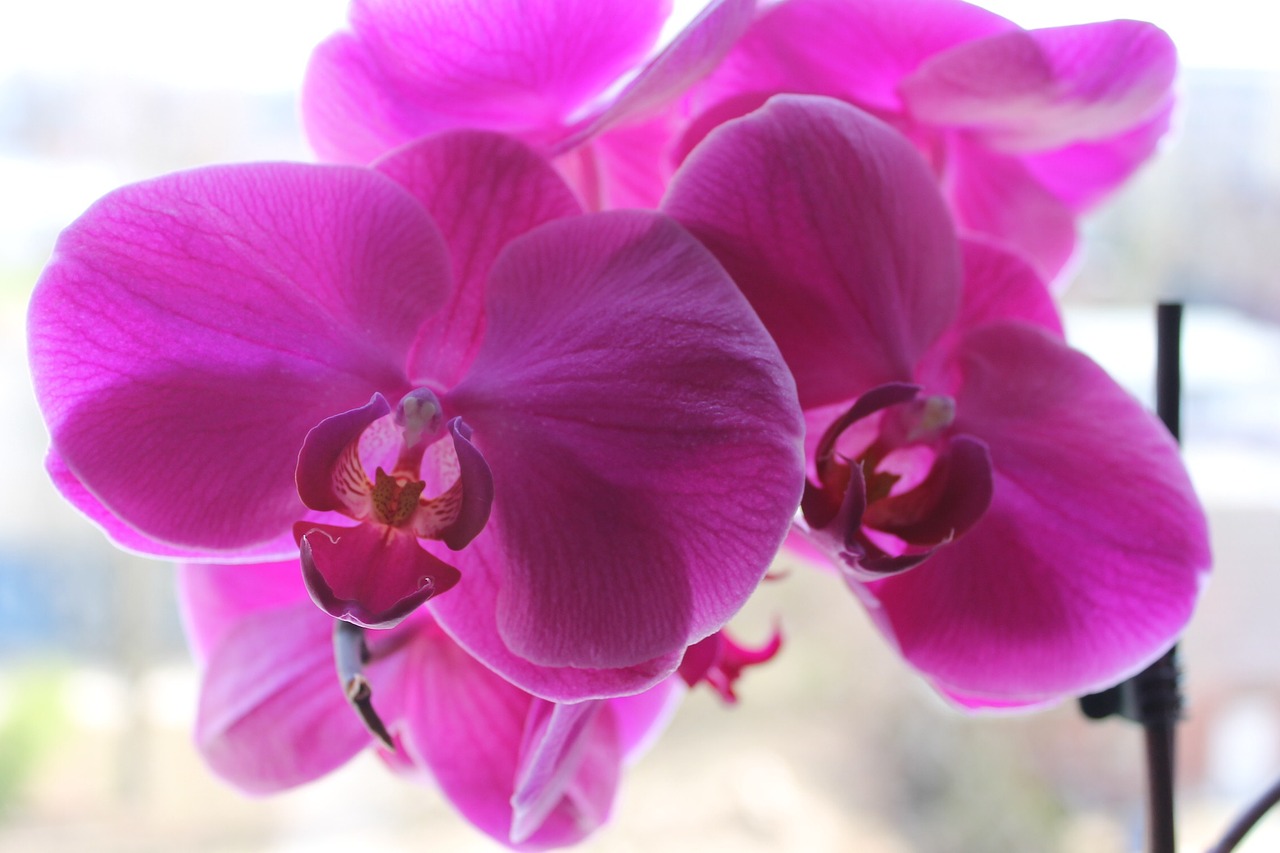 Orchidėja, Gėlės, Vasara, Gamta, Augalas, Violetinė, Nemokamos Nuotraukos,  Nemokama Licenzija