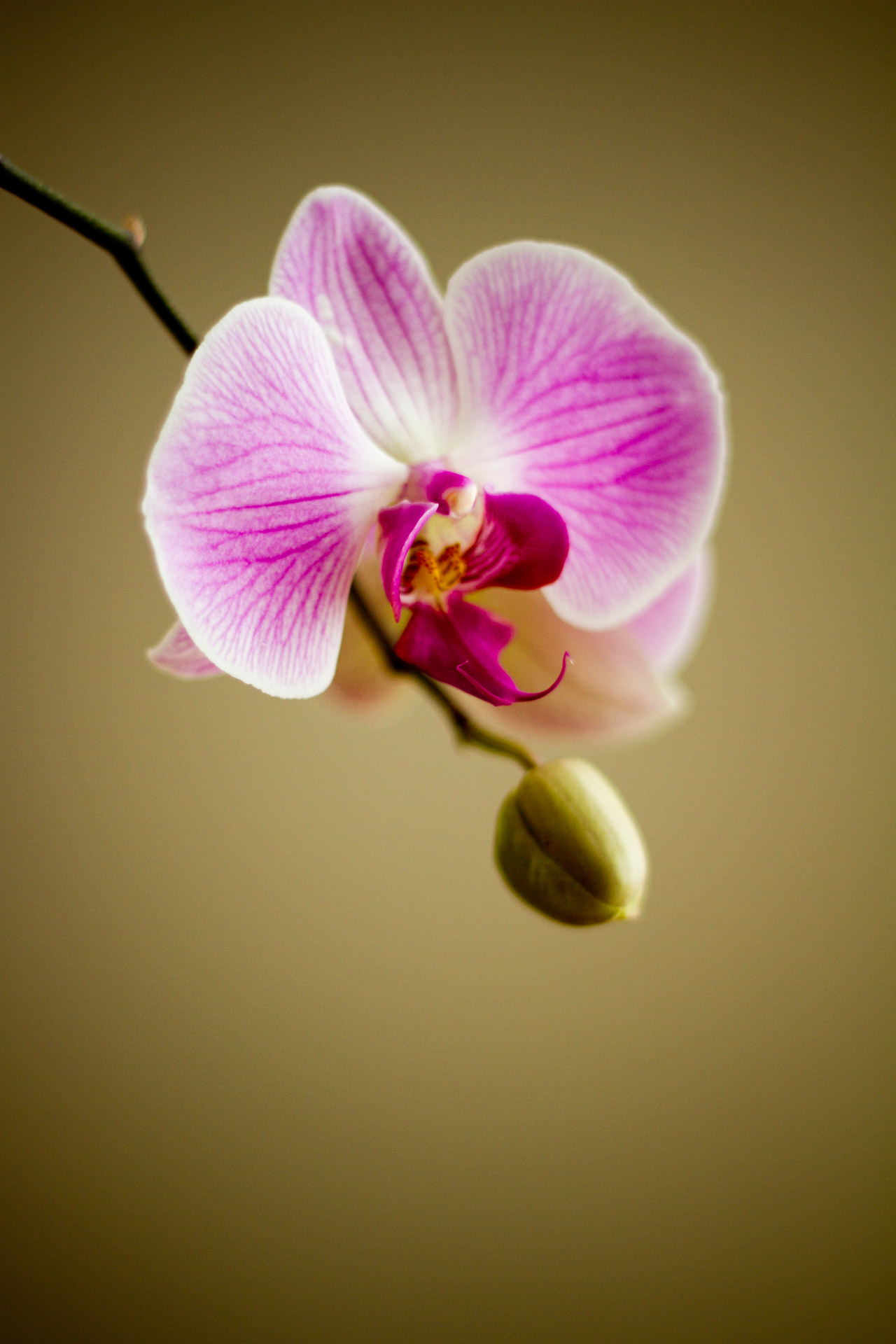 Orchidėja,  Gėlė,  Flora,  Floristas,  Augalas,  Mielas,  Gamta,  Orchidėja, Nemokamos Nuotraukos,  Nemokama Licenzija