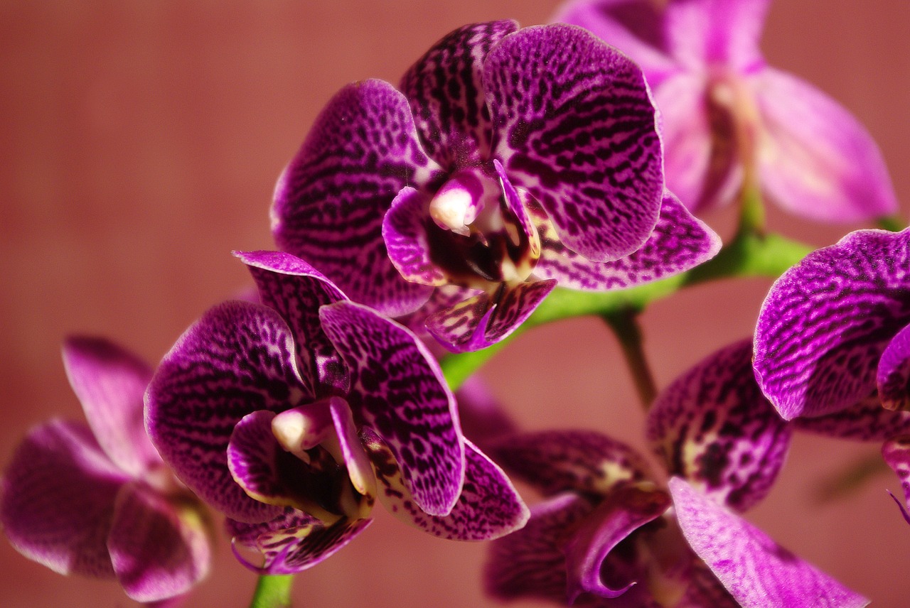 Orchidėja, Gėlė, Augalas, Žiedas, Žydėti, Violetinė, Sėklos, Purpurinė Gėlė, Maža Gėlė, Gamta