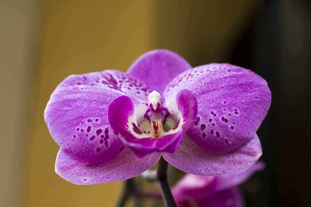 Orchidėja, Gėlė, Augalas, Phanelopsis, Nemokamos Nuotraukos,  Nemokama Licenzija