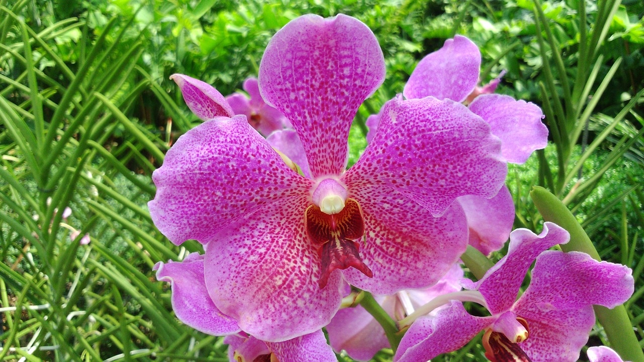 Orchidėja, Nacionalinis Orchidėjų Sodas, Singapūras, Sodas, Gėlė, Žiedlapis, Gamta, Augalas, Žalias, Botanikos