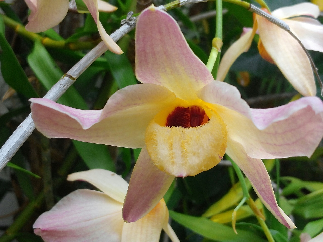 Orchidėja, Flora, Egzotiškas, Nemokamos Nuotraukos,  Nemokama Licenzija