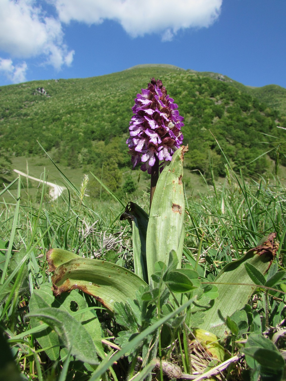 Orchidėja, Prato, Žalias, Gėlės, Žolė, Vasara, Gamta, Pavasaris, Nemokamos Nuotraukos,  Nemokama Licenzija