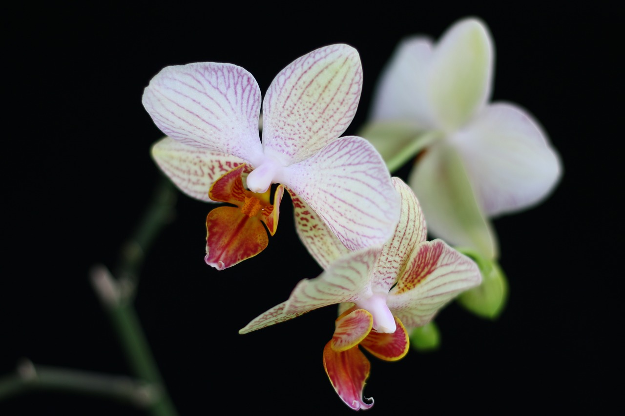 Orchidėja, Gėlė, Gamta, Balta, Phanelopsis, Nemokamos Nuotraukos,  Nemokama Licenzija