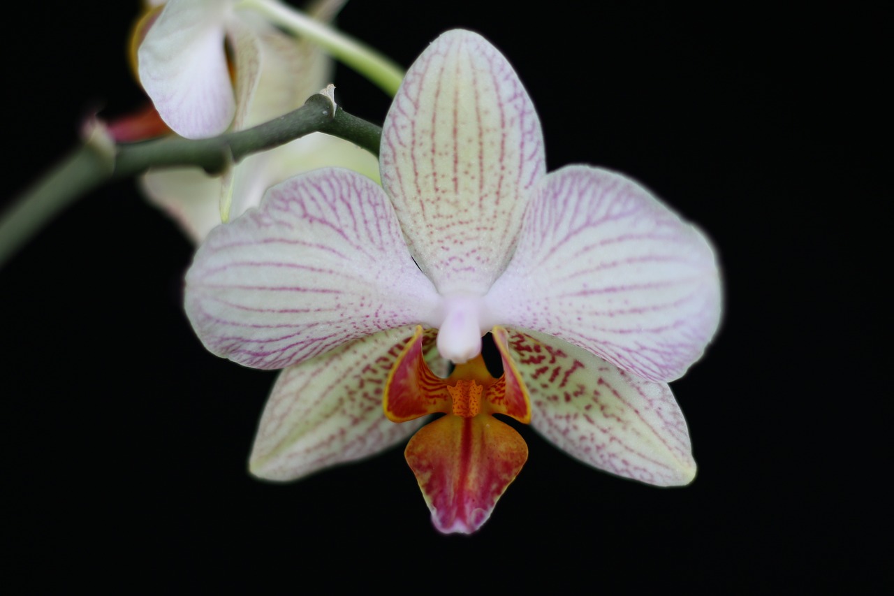 Orchidėja, Gėlė, Gamta, Balta, Phanelopsis, Nemokamos Nuotraukos,  Nemokama Licenzija