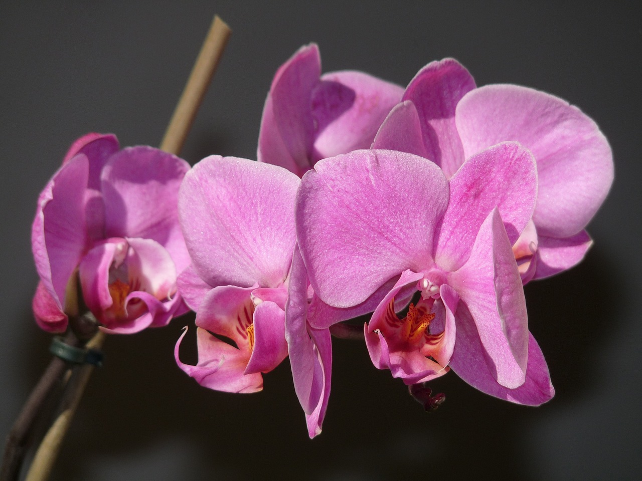 Orchidėja, Žiedas, Gamta, Violetinė, Gėlė, Žydėti, Nemokamos Nuotraukos,  Nemokama Licenzija