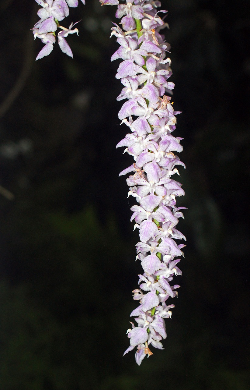 Orchidėja, Gėlė, Žydėti, Žiedas, Flora, Balta, Gamta, Žiedlapis, Rožinis, Botanika