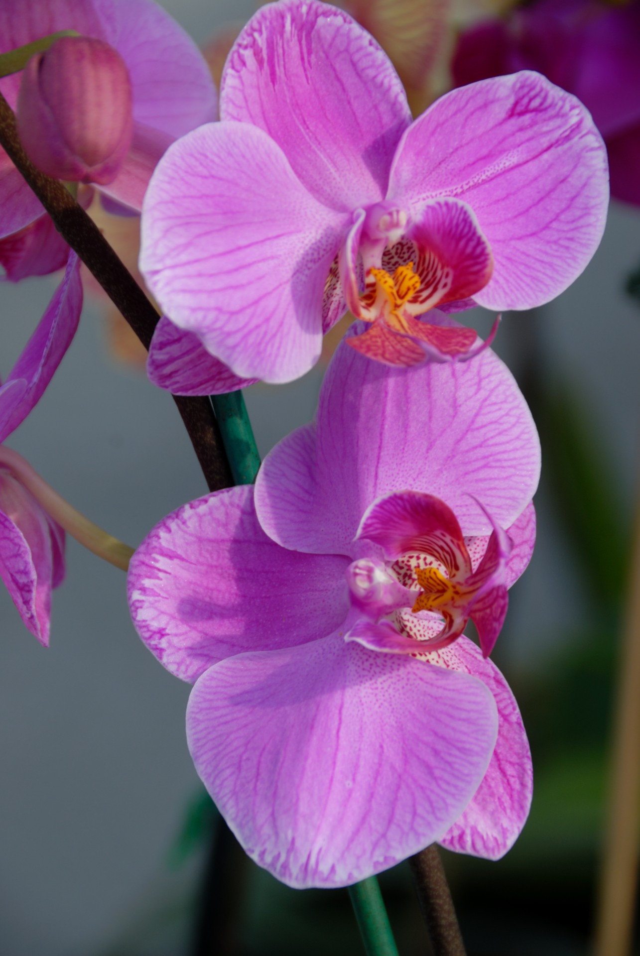 Orchidėja,  Pavasaris,  Gėlė,  Violetinė,  Iš Arti,  Izoliuotas,  Apdaila,  Budas,  Atogrąžų,  Balta