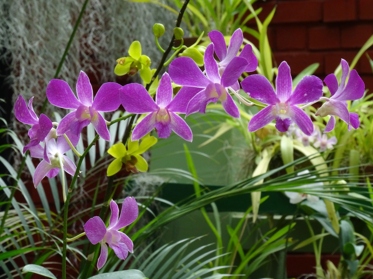 Orchidėja, Purpurinė Gėlė, Egzotiškas, Nemokamos Nuotraukos,  Nemokama Licenzija