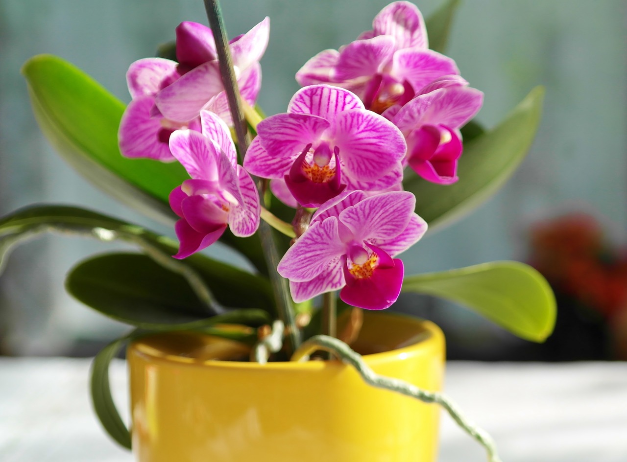 Orchidėja, Gėlė, Rožinis, Žiedas, Žydėti, Violetinė, Geltona, Frühlingsblüher, Pavasaris, Gėlės