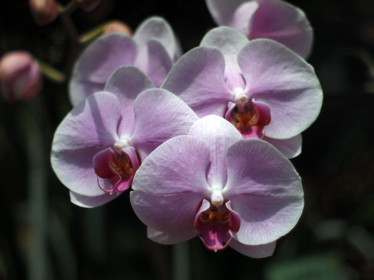 Orchidėjų Grynakraujis, Chiang Mai Tailandas, Tailandas, Nemokamos Nuotraukos,  Nemokama Licenzija