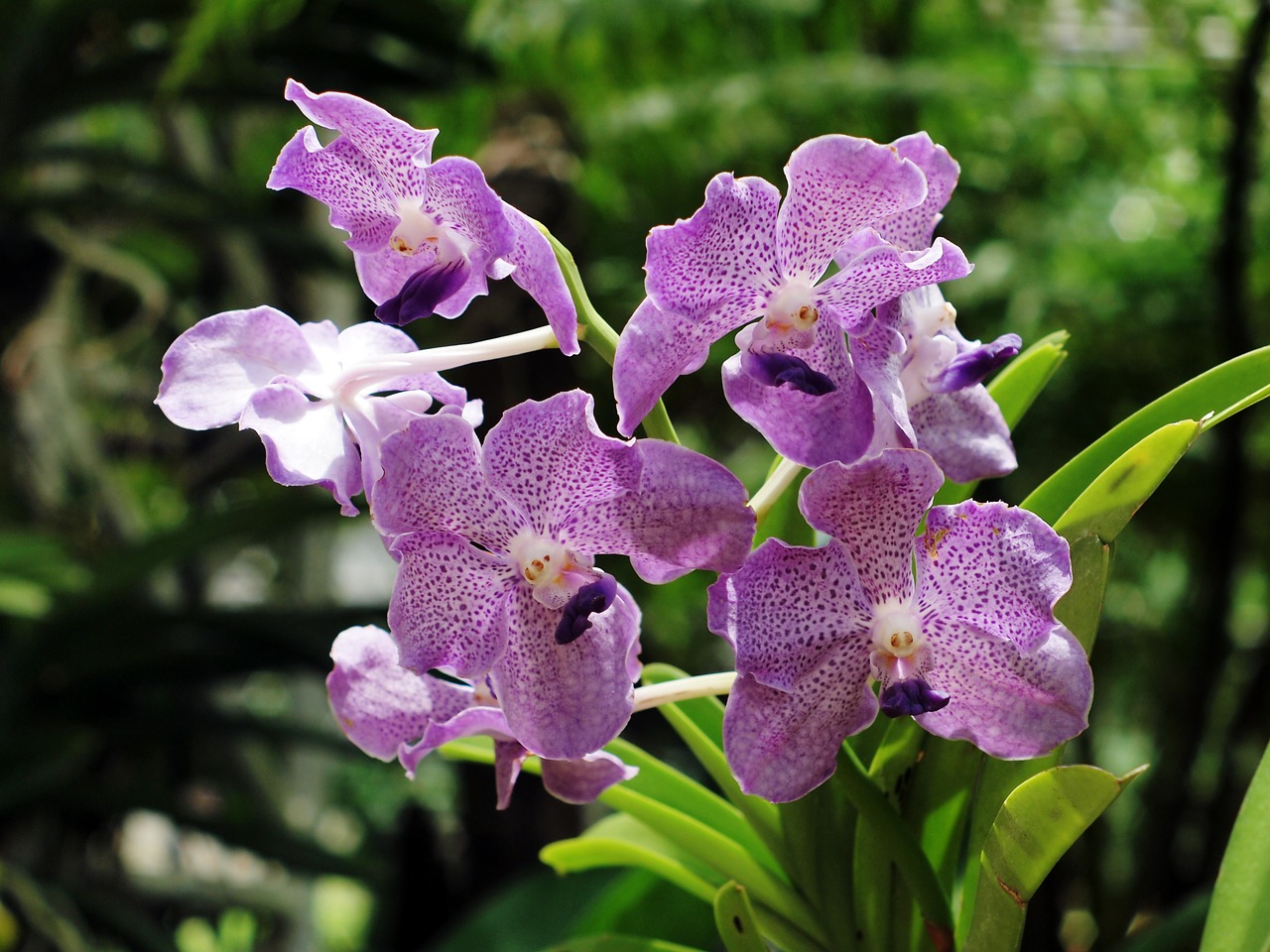 Orchidėjų Grynakraujis, Chiang Mai Tailandas, Xitgmlwmp, Nemokamos Nuotraukos,  Nemokama Licenzija