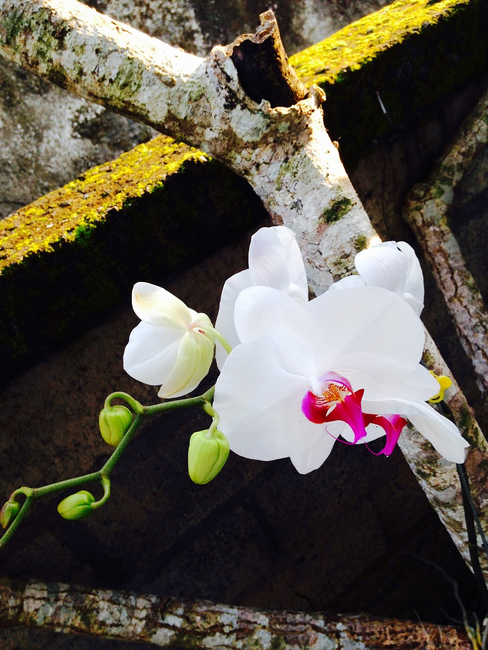 Orchidėja, Gamta, Laukinė Orchidėja, Baltas Žiedas, Gėlė, Nemokamos Nuotraukos,  Nemokama Licenzija