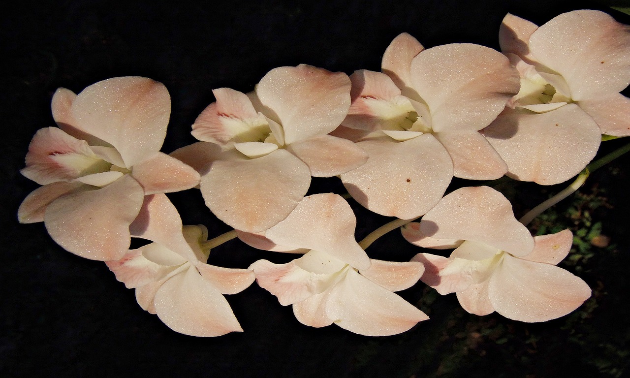 Orchidėja, Tailandas, Gėlės, Balti Žiedlapiai, Nemokamos Nuotraukos,  Nemokama Licenzija