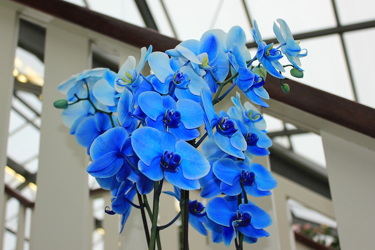 Orchidėja, Mėlyna Orchidėja, Gėlės, Mėlyna Gėlė, Mėlynas, Žydėti, Šviesus, Mėlynos Gėlės, Augalai, Iš Arti