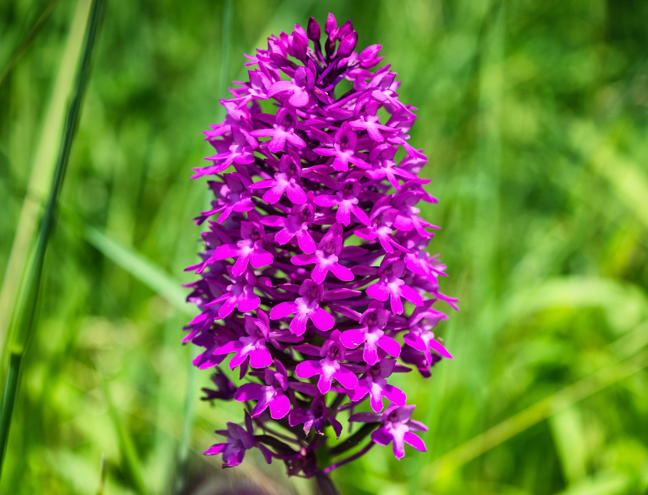 Orchidėja, Gėlė, Laukinė Orchidėja, Žiedas, Žydėti, Piramidė, Kaiserstuhl, Lelijos Slėnis, Kilnus, Violetinė