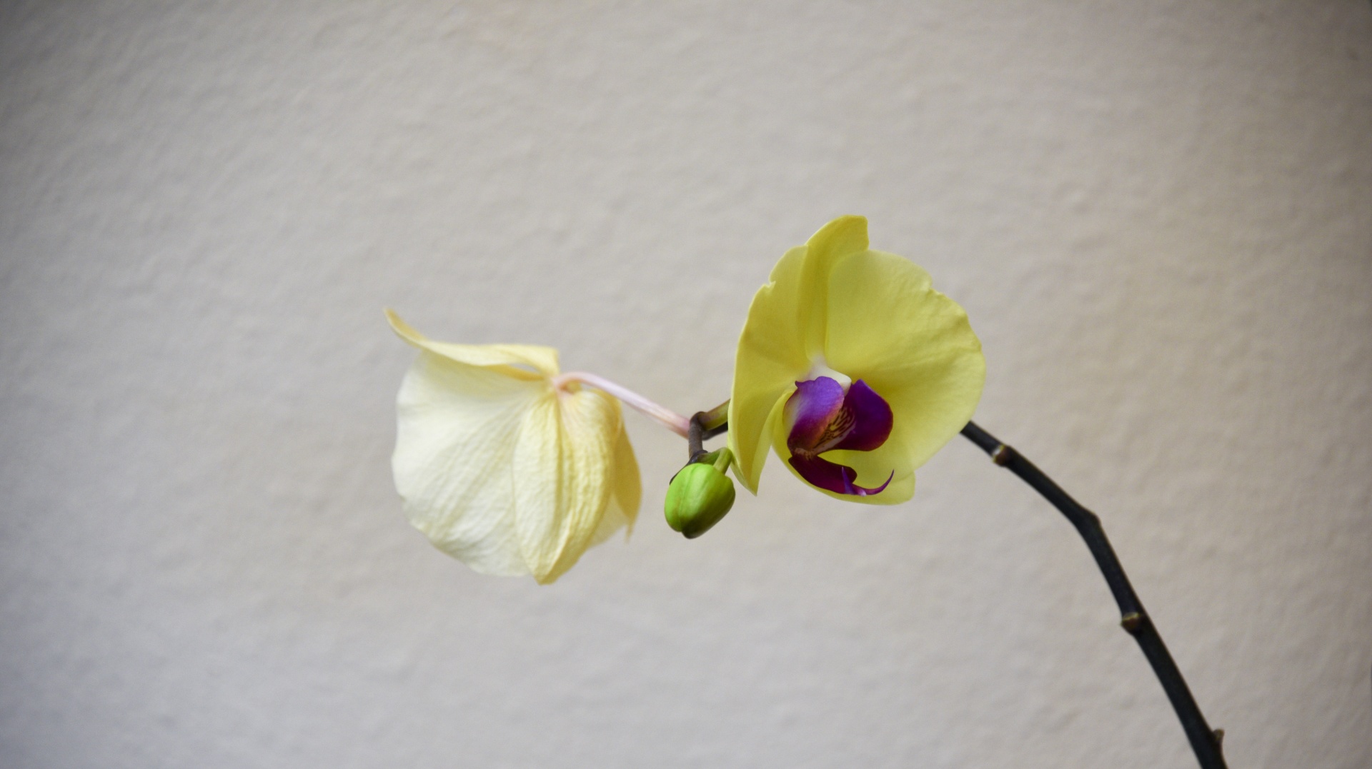 Orchidėja,  Gėlė,  Gėlės,  Stiebas,  Fonas,  Orchidėja, Nemokamos Nuotraukos,  Nemokama Licenzija