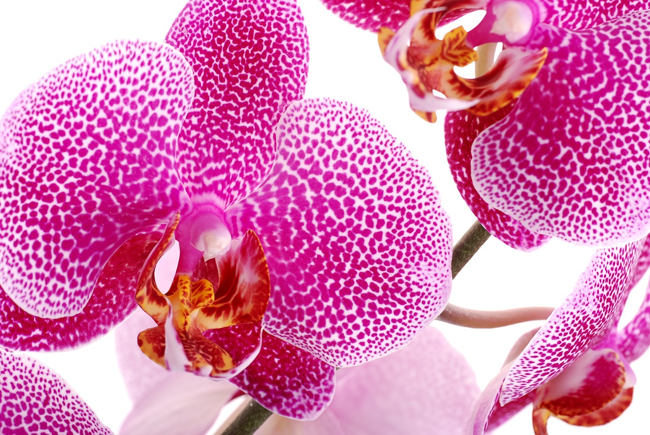 Orchidėja, Orchisa, Gėlė, Ryškumas, Augalas, Iš Arti, Rytietiška Gėlė, Gamta, Grožis, Žiedlapiai