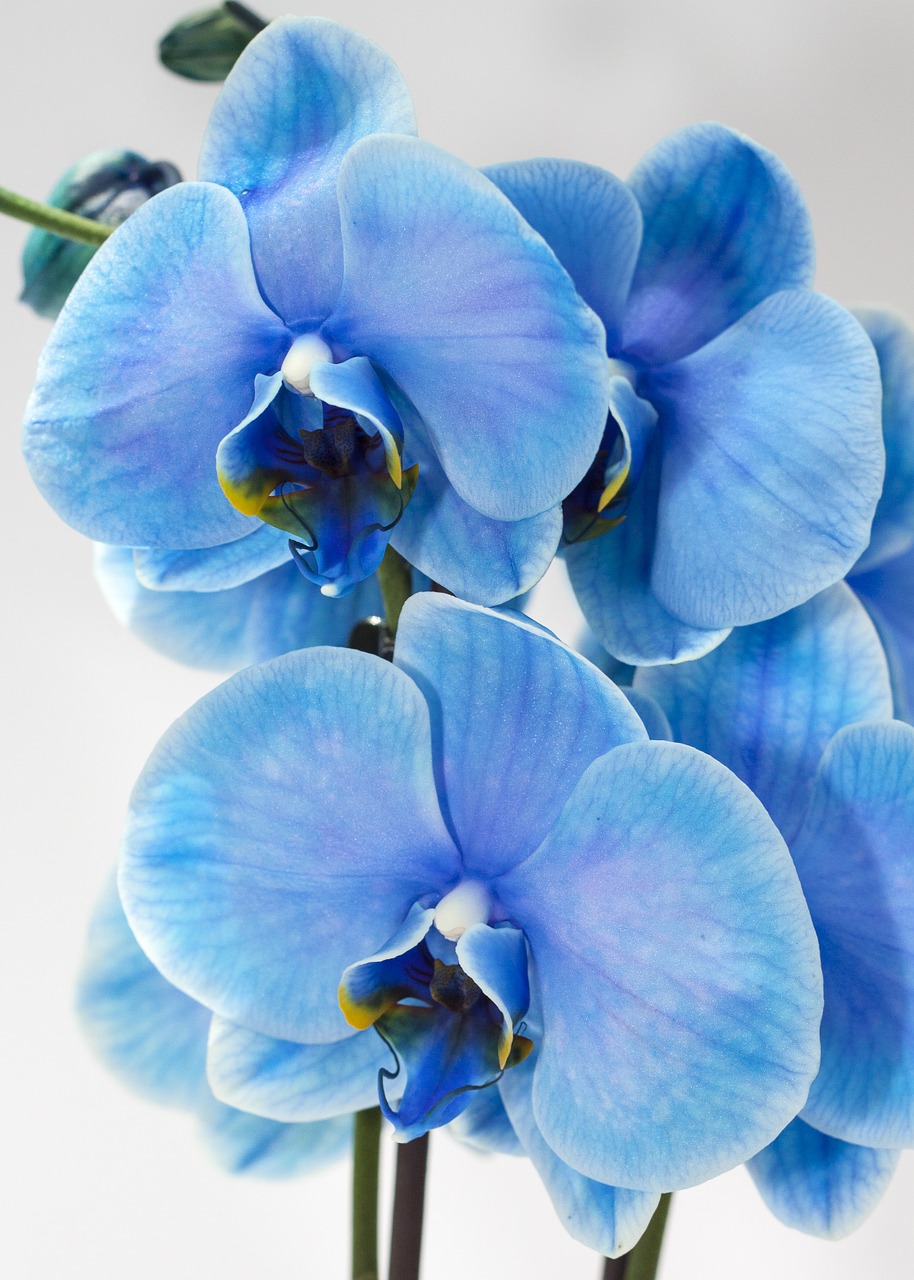 Orchidėja, Mėlynas, Phalaenopsis, Spalvos, Gėlių, Gėlė, Egzotiškas, Žiedas, Žydėti, Augalas