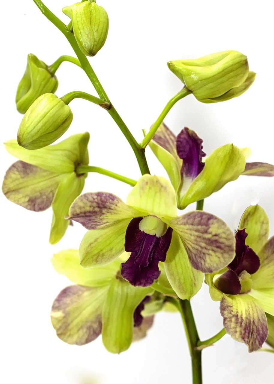 Orchidėja, Geltona, Violetinė, Gamta, Flora, Žiedas, Žydėti, Augalas, Makro, Uždaryti