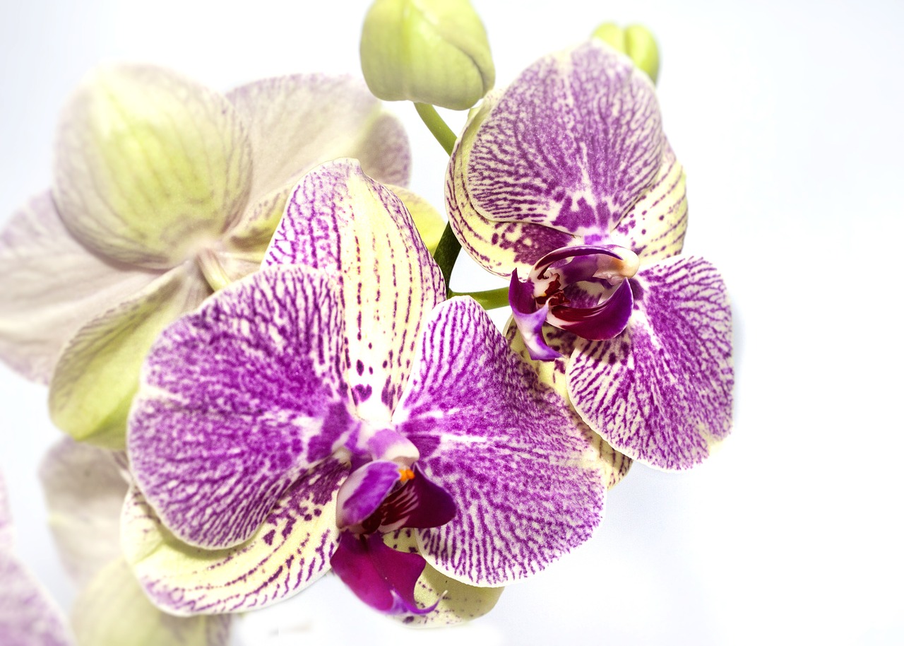 Orchidėja, Phalaenopsis, Geltona, Violetinė, Gamta, Flora, Žiedas, Žydėti, Augalas, Makro