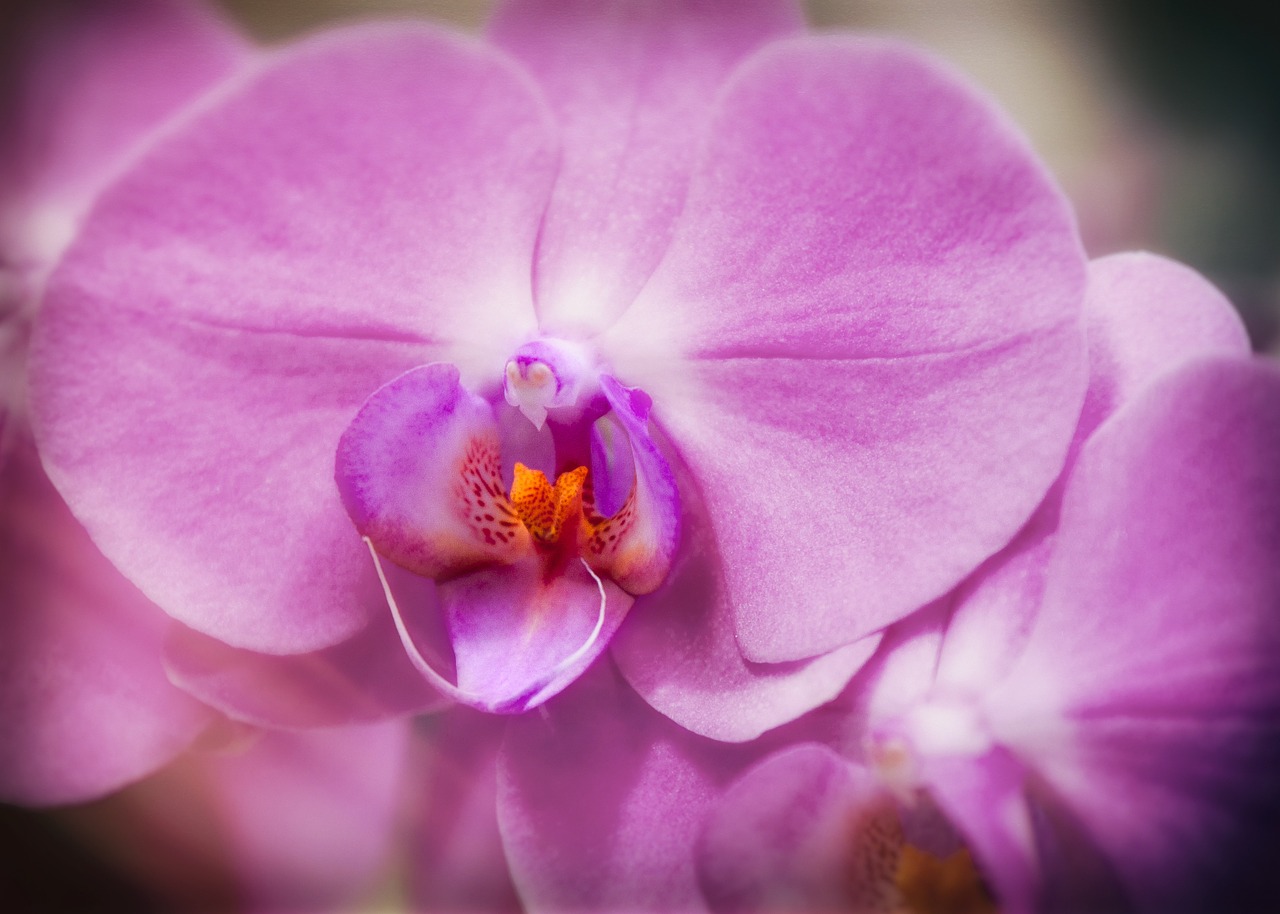 Orchidėja, Phalaenopsis, Violetinė, Žiedas, Žydėti, Gėlė, Phalaenopsis Orchidėja, Atogrąžų, Drugelis Orchidėja, Augalas