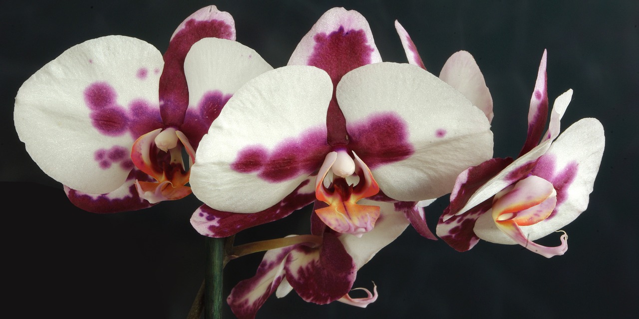 Orchidėja, Augalas, Gėlė, Gamta, Žiedas, Žydėti, Violetinė, Balta, Vasara, Purpurinė Gėlė