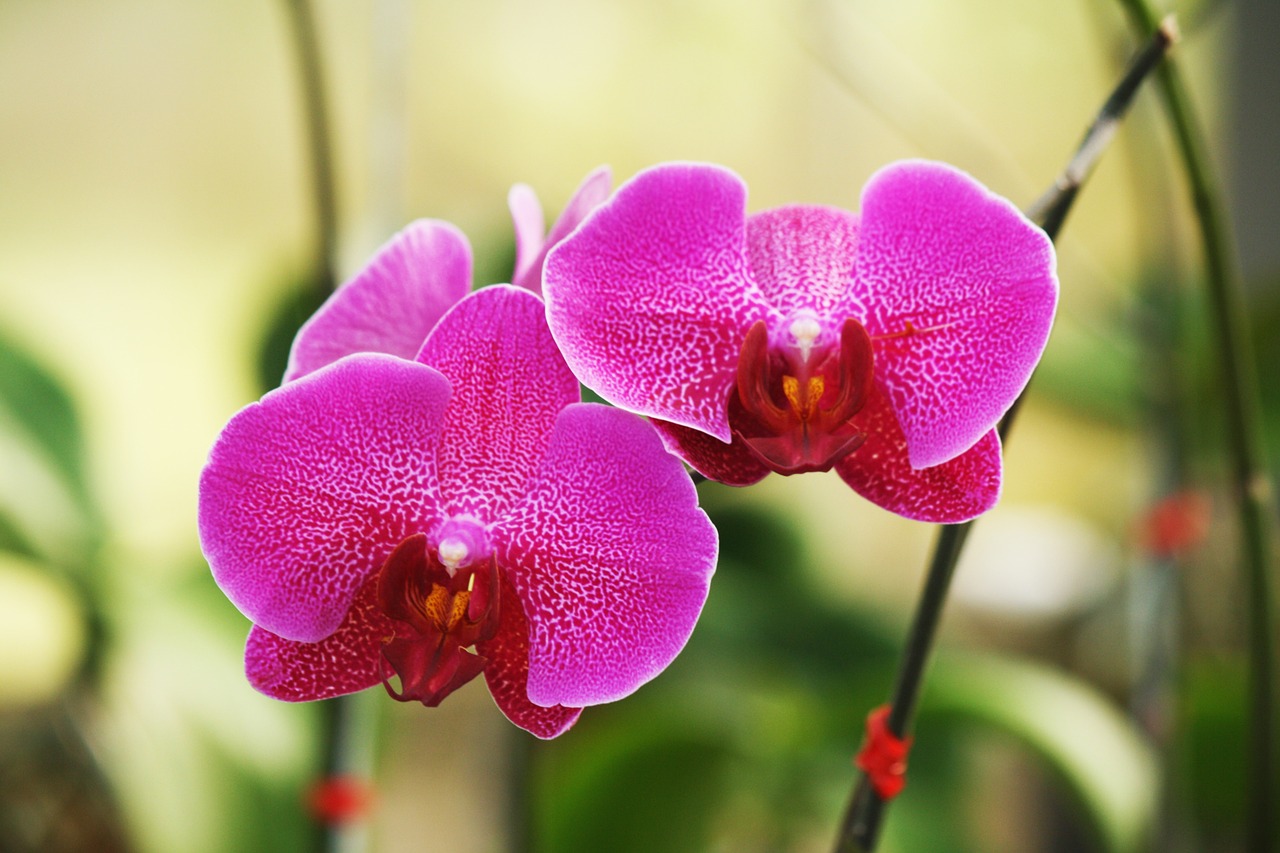 Orchidėja, Gėlė, Gėlės, Rožinė Orchidėja, Nemokamos Nuotraukos,  Nemokama Licenzija