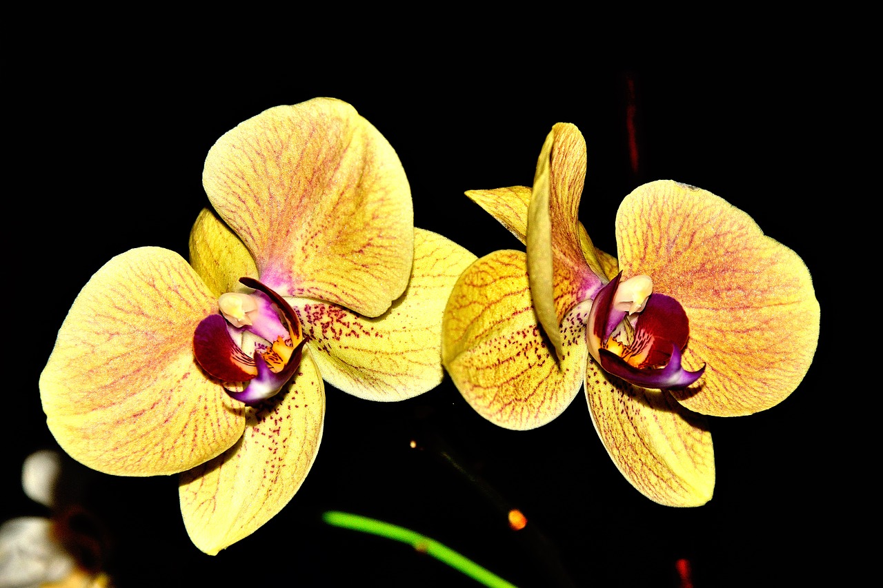 Orchidėja, Spalva, Geltona, Gėlė, Nemokamos Nuotraukos,  Nemokama Licenzija