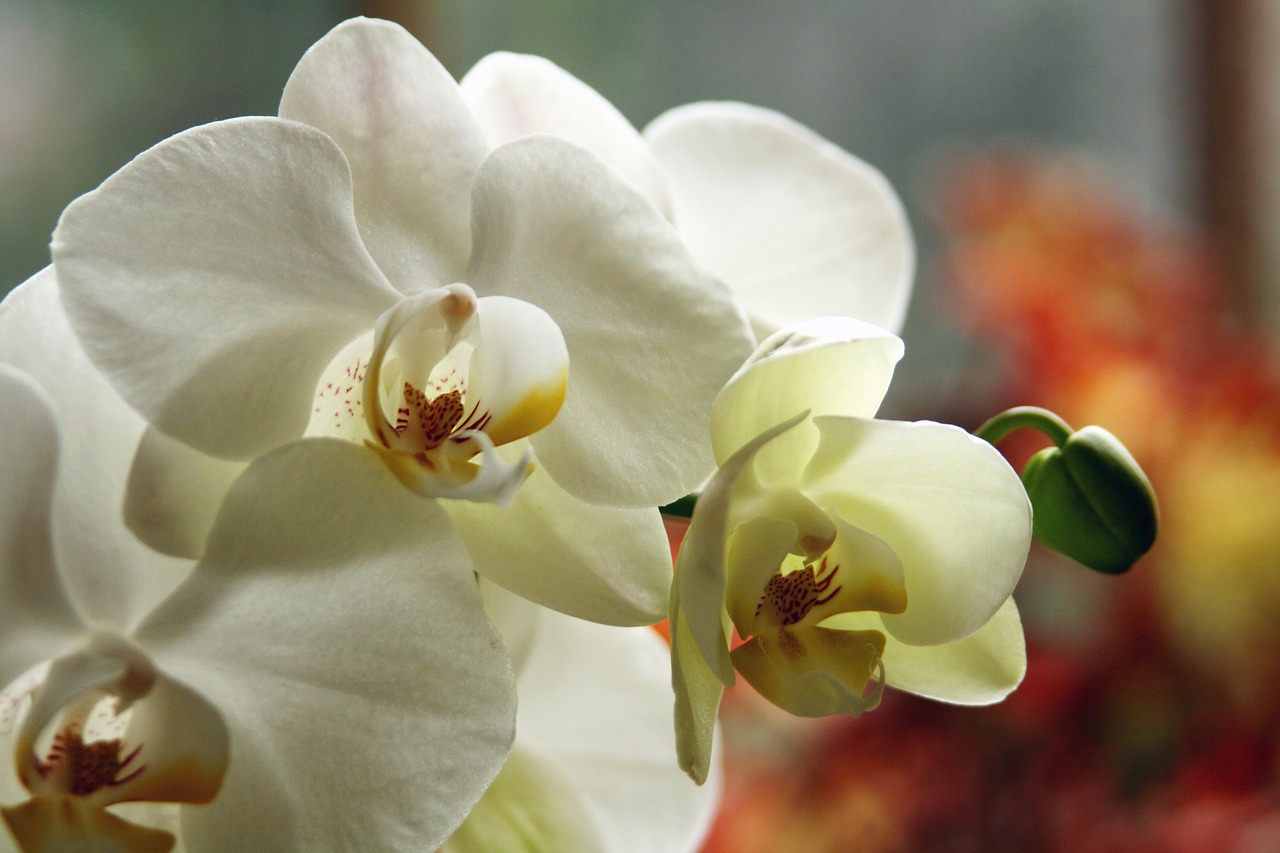 Orchidėja, Balta Gėlė, Gėlė, Žiedlapis, Žydėti, Nemokamos Nuotraukos,  Nemokama Licenzija