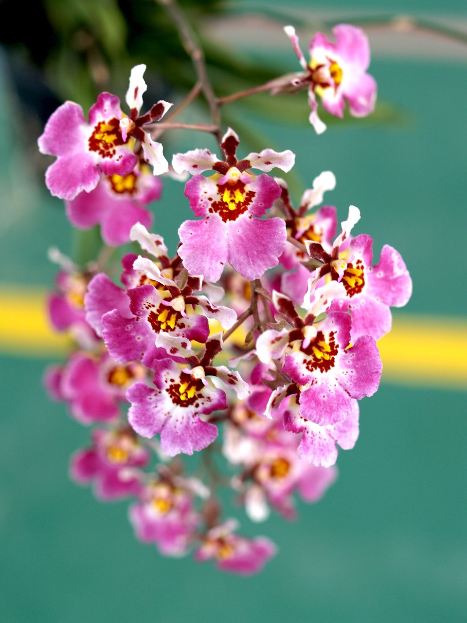 Orchidėja, Gėlė, Šviesus, Violetinė, Flora, Augimas, Apdaila, Budas, Lapija, Natūralus