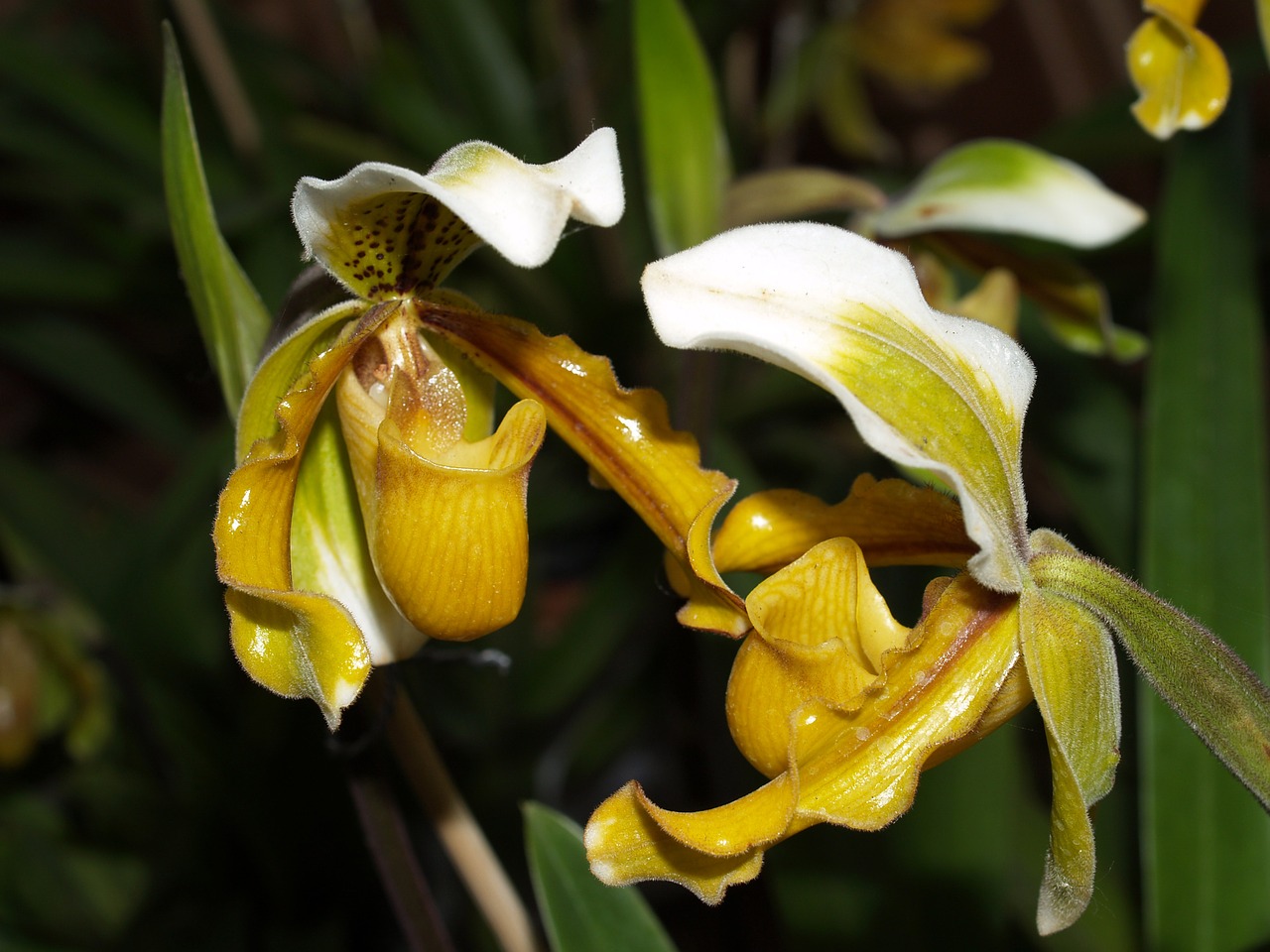 Orchidėja, Gėlė, Šviesus, Violetinė, Flora, Augimas, Apdaila, Budas, Lapija, Natūralus