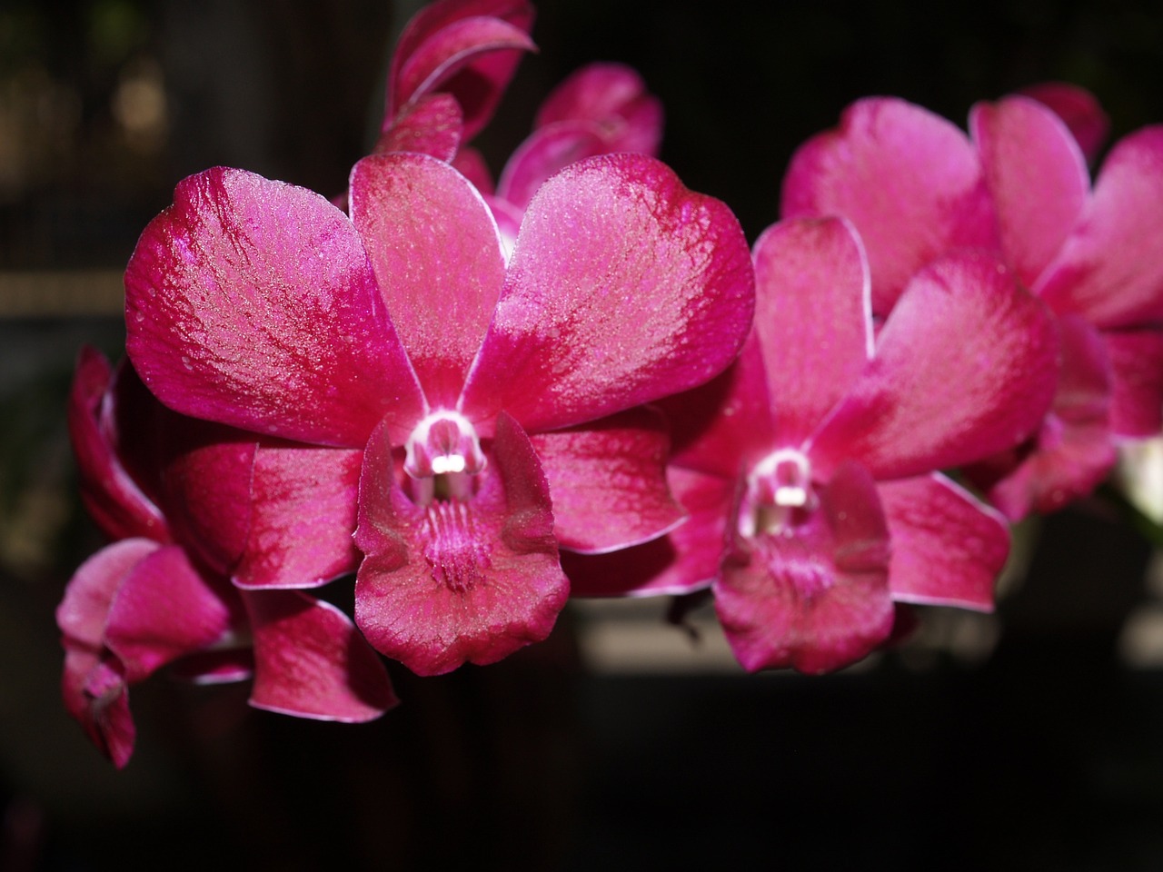 Orchidėja, Gėlė, Šviesus, Violetinė, Flora, Augimas, Apdaila, Budas, Lapija, Natūralus
