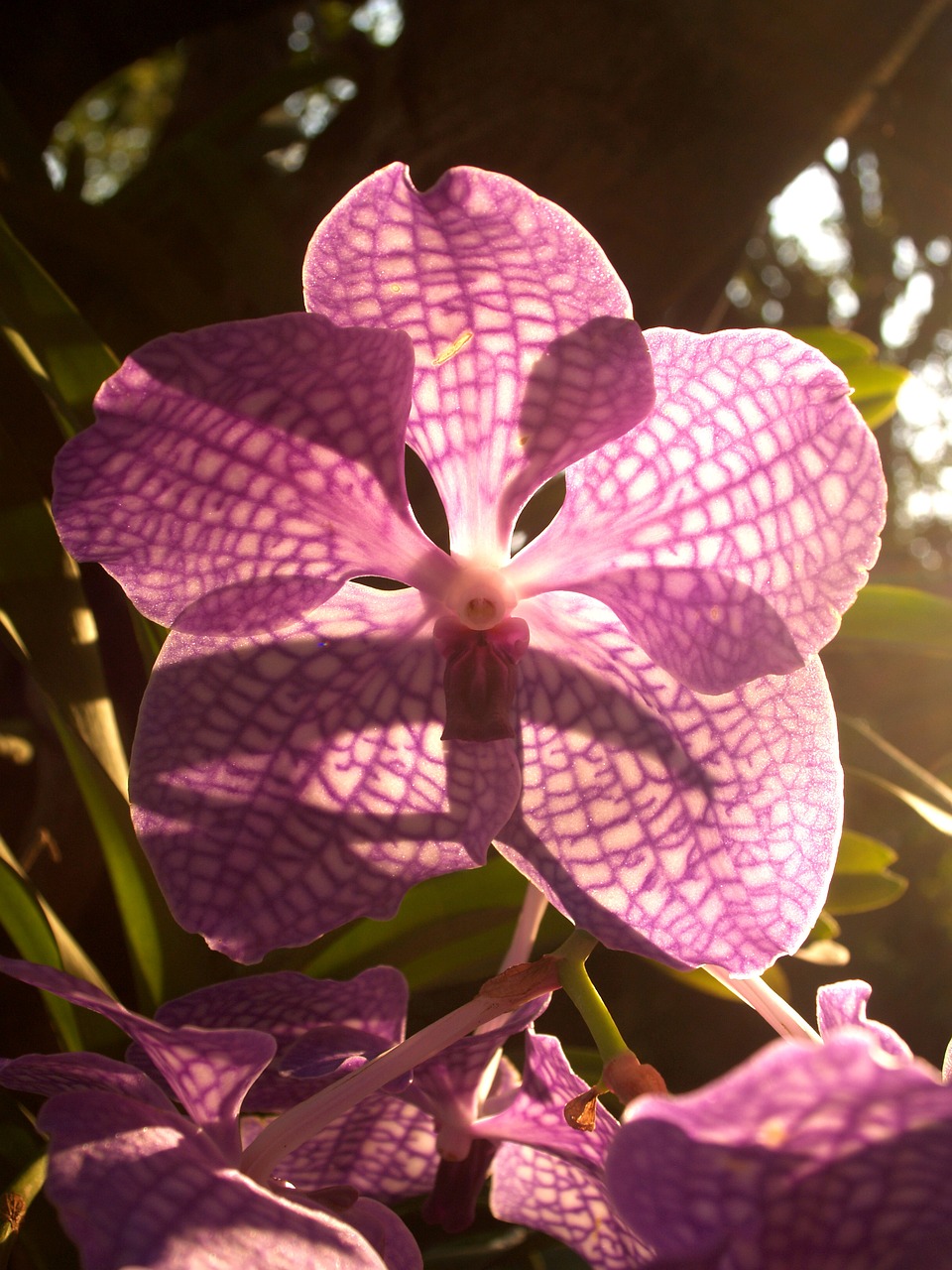 Orchidėja, Gėlė, Šviesus, Violetinė, Flora, Augimas, Apdaila, Budas, Lapija, Natūralus