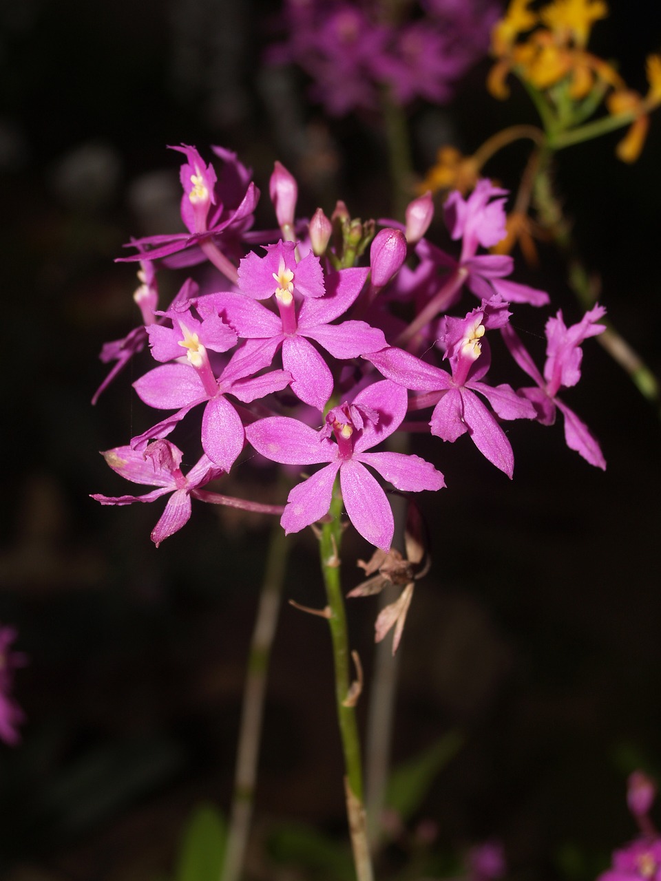 Orchidėja, Gėlė, Šviesus, Violetinė, Augimas, Apdaila, Budas, Lapija, Natūralus, Rytietiškas