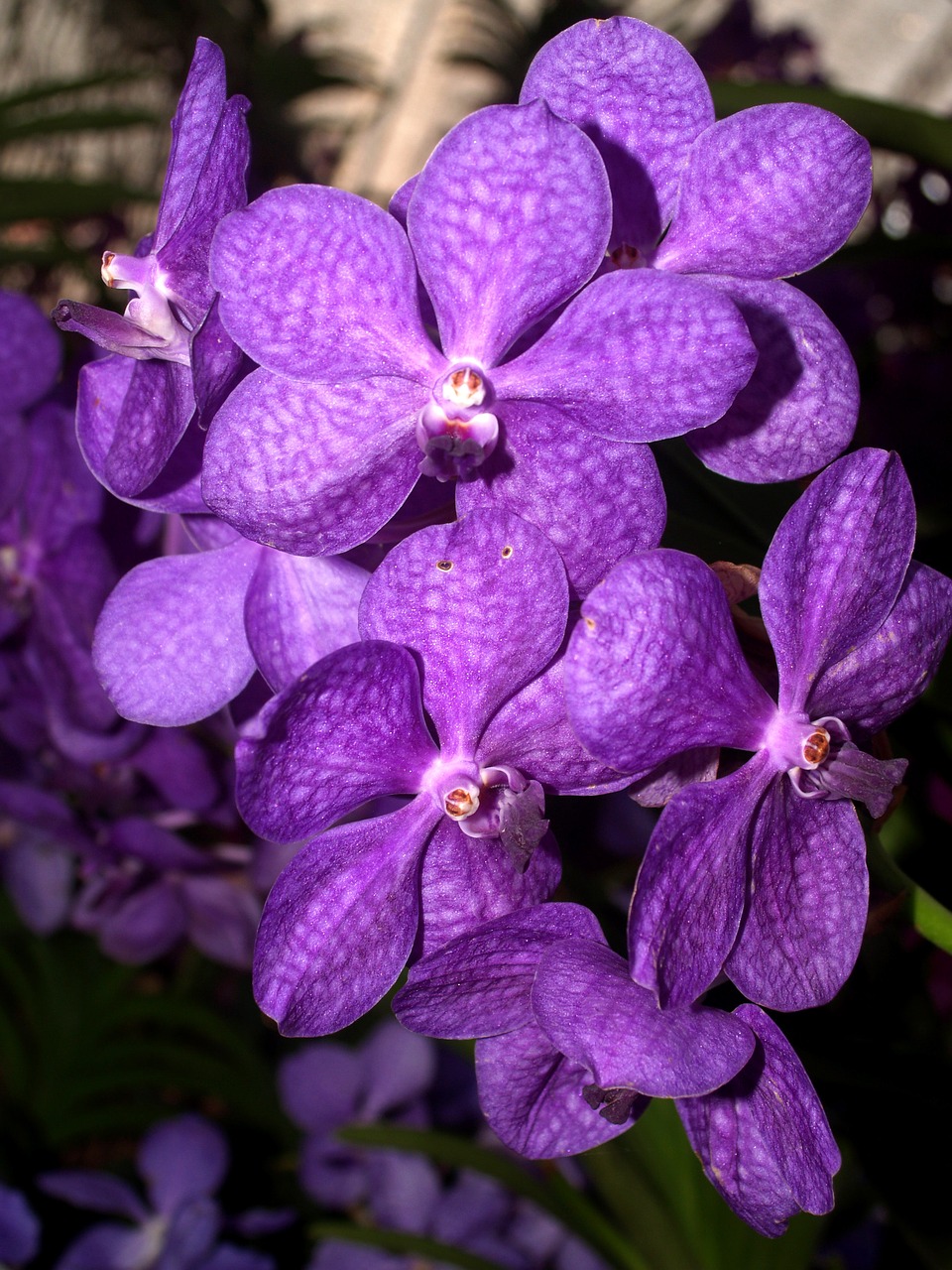 Orchidėja, Gėlė, Šviesus, Violetinė, Flora, Augimas, Apdaila, Budas, Lapija, Natūralus