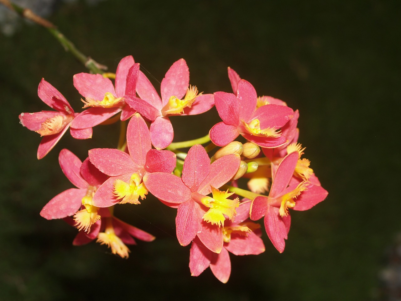 Orchidėja, Gėlė, Šviesus, Violetinė, Flora, Augimas, Apdaila, Budas, Lapija, Natūralus