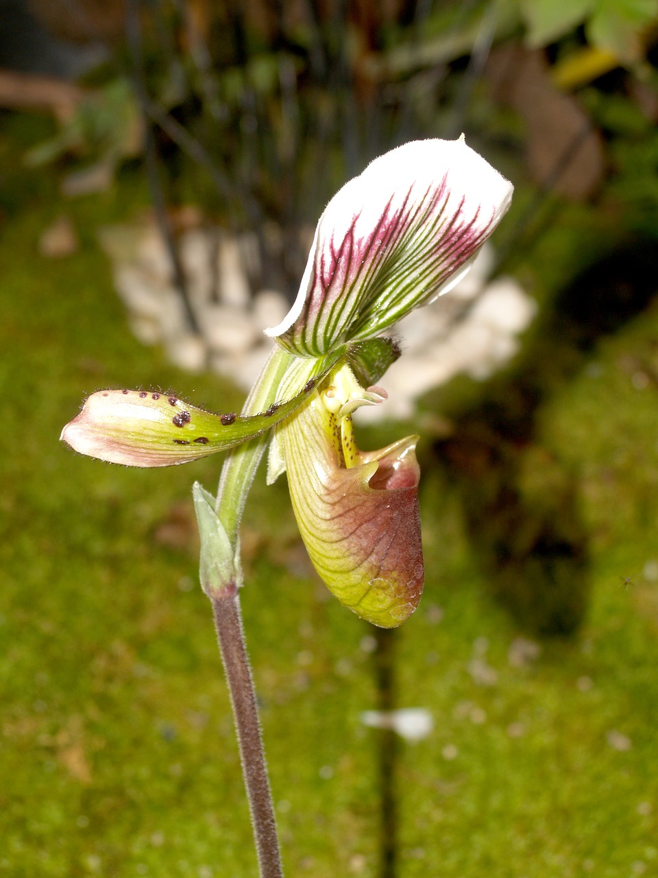 Orchidėja, Gėlė, Šviesus, Violetinė, Flora, Augimas, Apdaila, Budas, Lapija, Natūralus