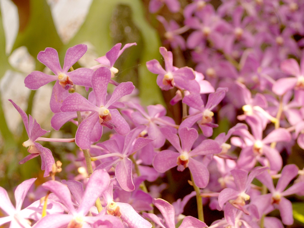 Orchidėja, Gėlė, Šviesus, Violetinė, Flora, Augimas, Apdaila, Budas, Lapija, Natūralus