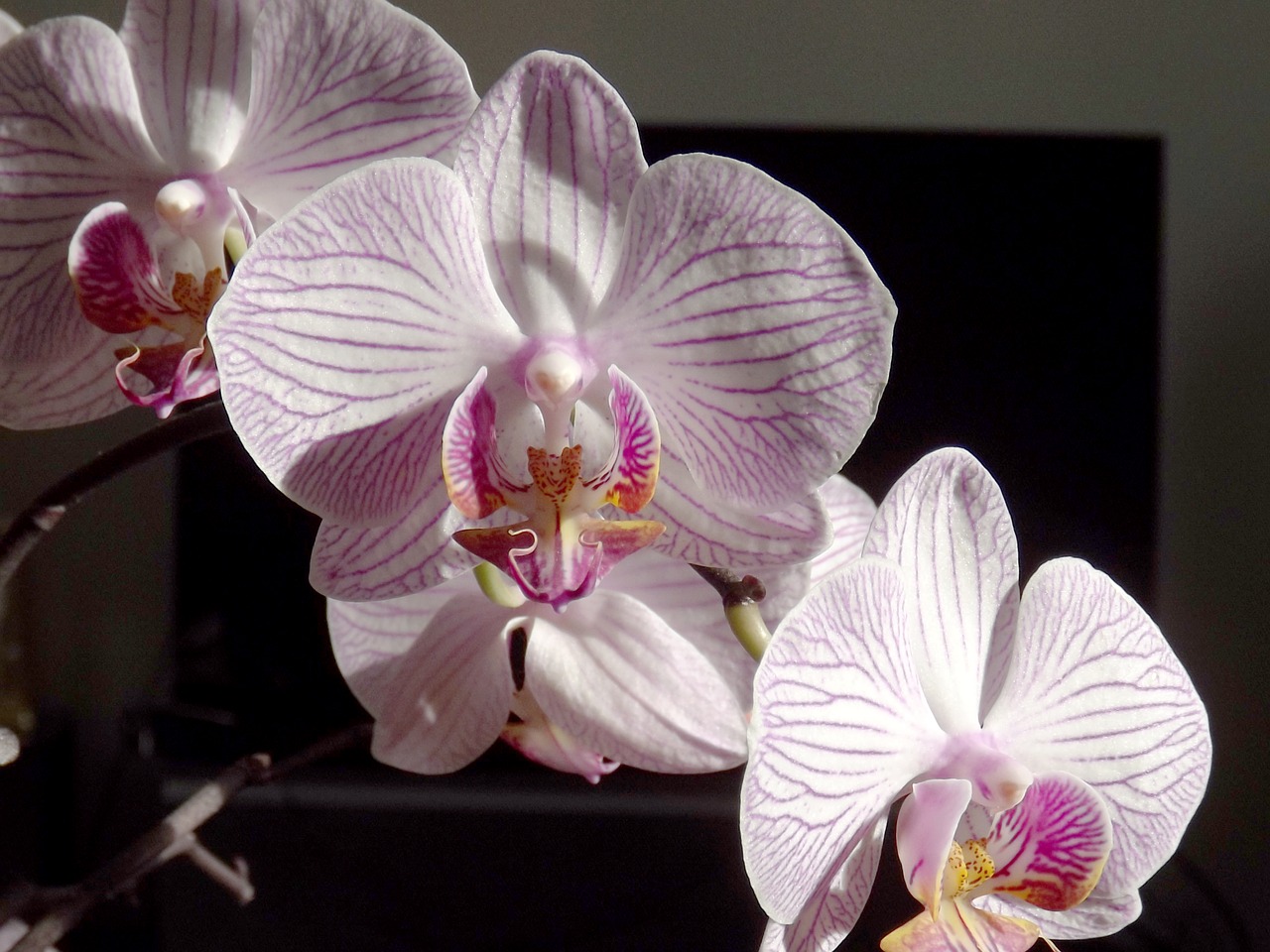 Orchidėja, Phalaenopsis, Balta, Falanopiso Orchidėja, Atogrąžų, Gėlė, Drugelis Orchidėja, Žiedas, Žydėti, Violetinė