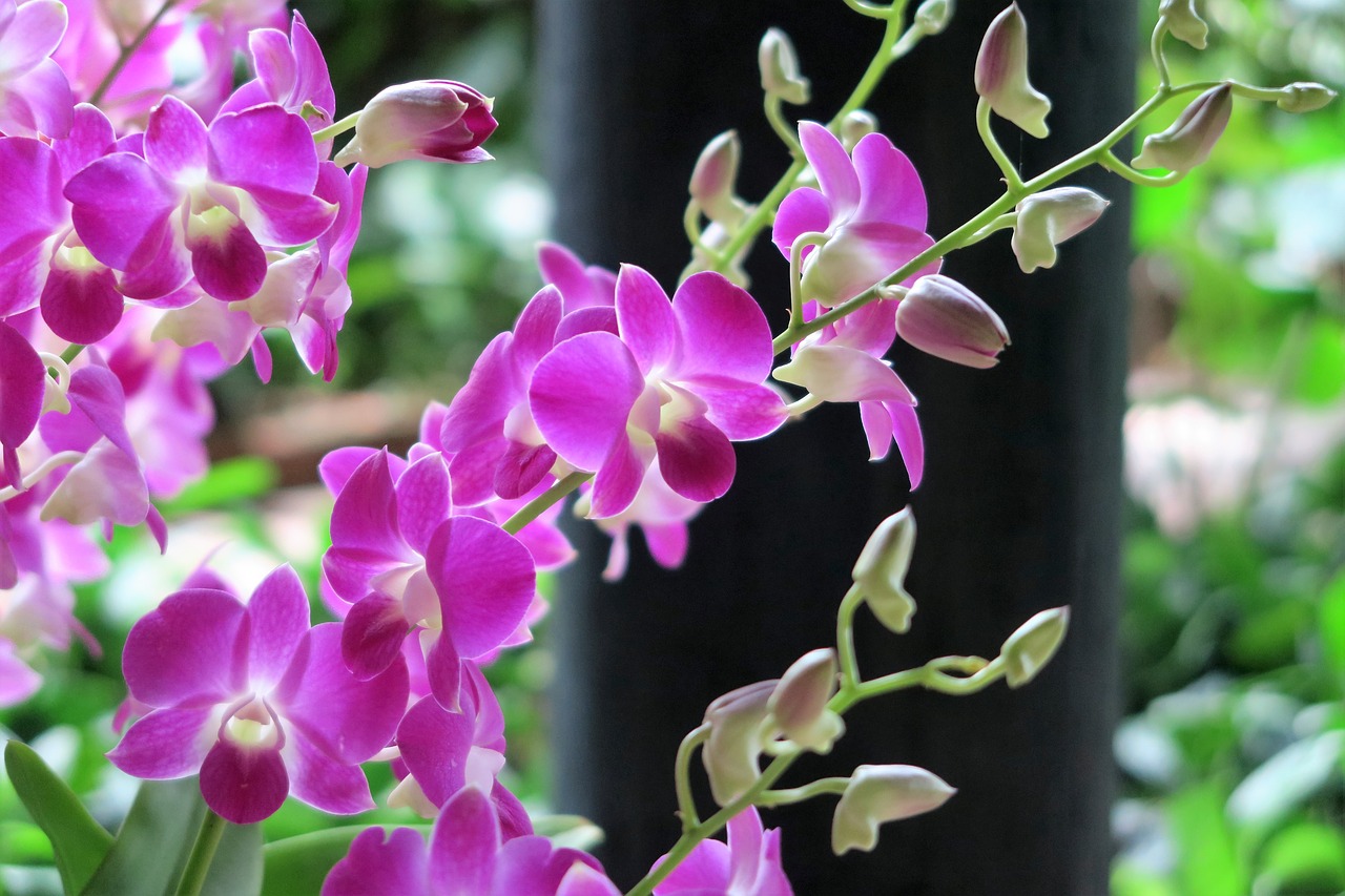 Orchidėja, Gėlės, Egzotiškas, Asija, Egzotinės Gėlės, Nemokamos Nuotraukos,  Nemokama Licenzija