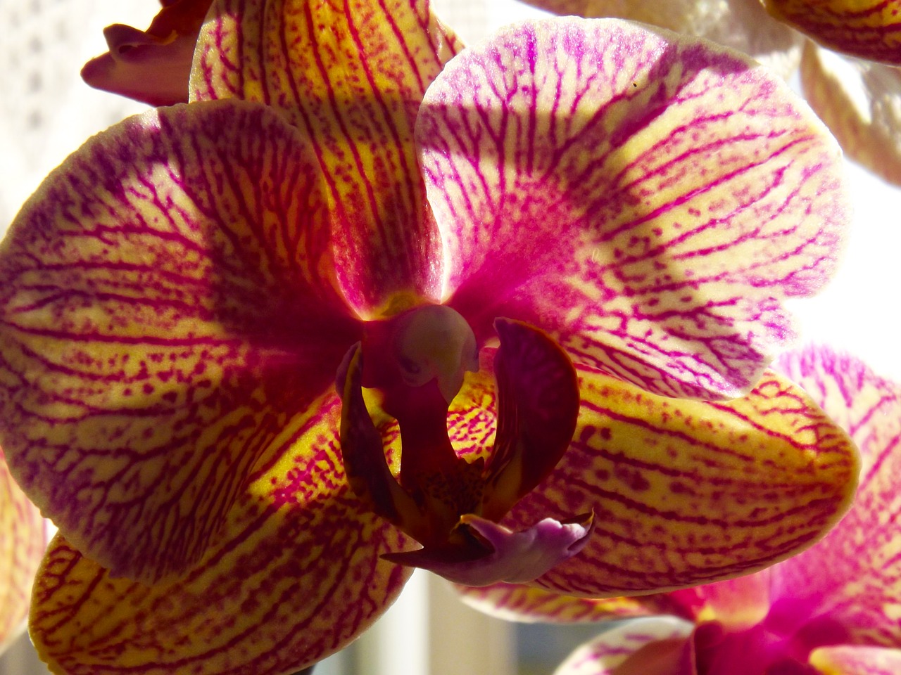 Orchidėja, Phalaenopsis, Oranžinė, Violetinė, Gamta, Gėlė, Oranžinė Violetinė, Žiedas, Žydėti, Augalas