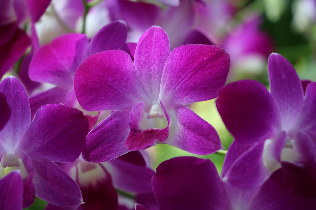 Orchidėja, Violetinė, Sodas, Gamta, Gėlė, Violetinė Orchidėja, Gėlės, Pavasaris, Augalas, Spalvinga