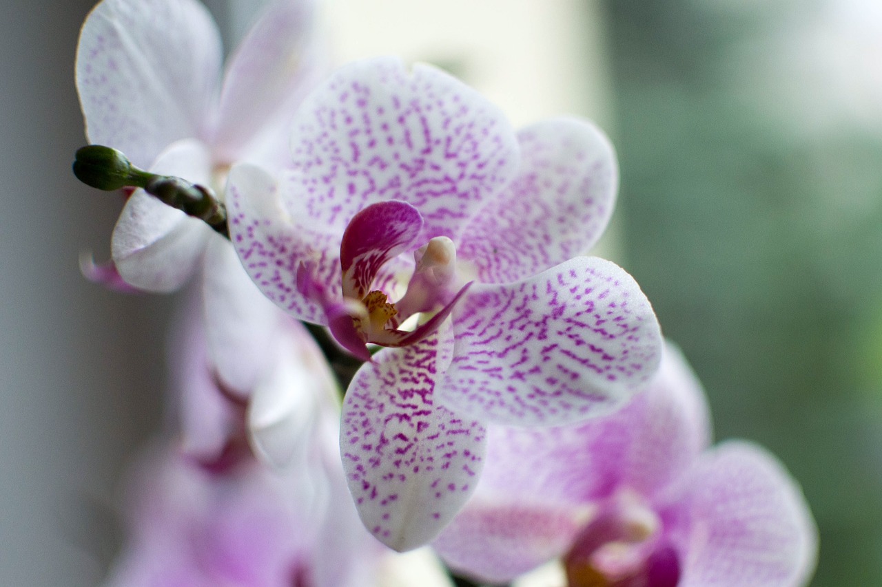 Orchidėja, Gėlė, Orchidėja, Nemokamos Nuotraukos,  Nemokama Licenzija