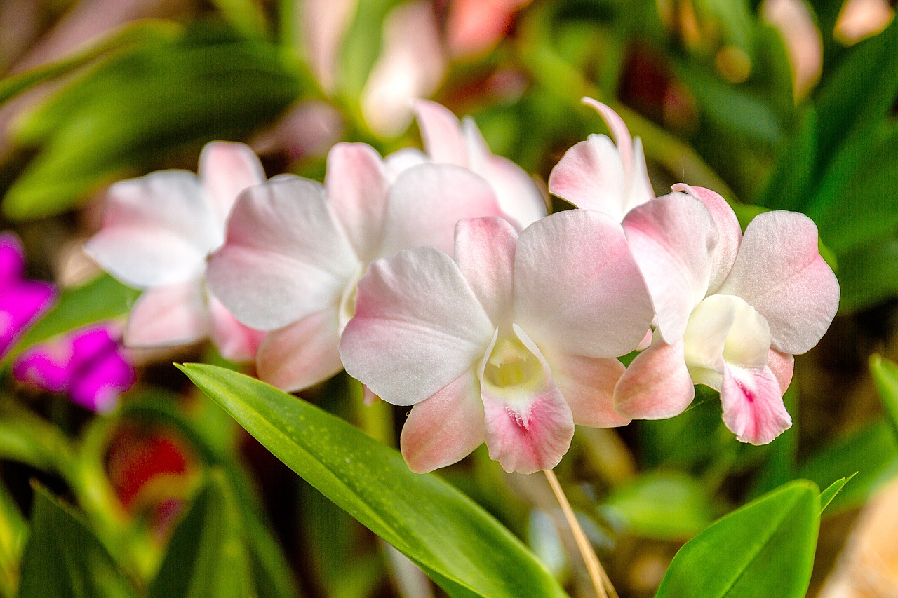 Orchidėja, Baltos Orchidėjos, Balta, Gėlė, Tailandas, Nemokamos Nuotraukos,  Nemokama Licenzija