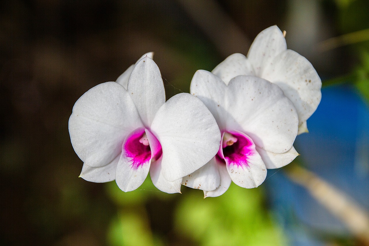Orchidėja, Baltos Orchidėjos, Balta, Gėlė, Tailandas, Nemokamos Nuotraukos,  Nemokama Licenzija