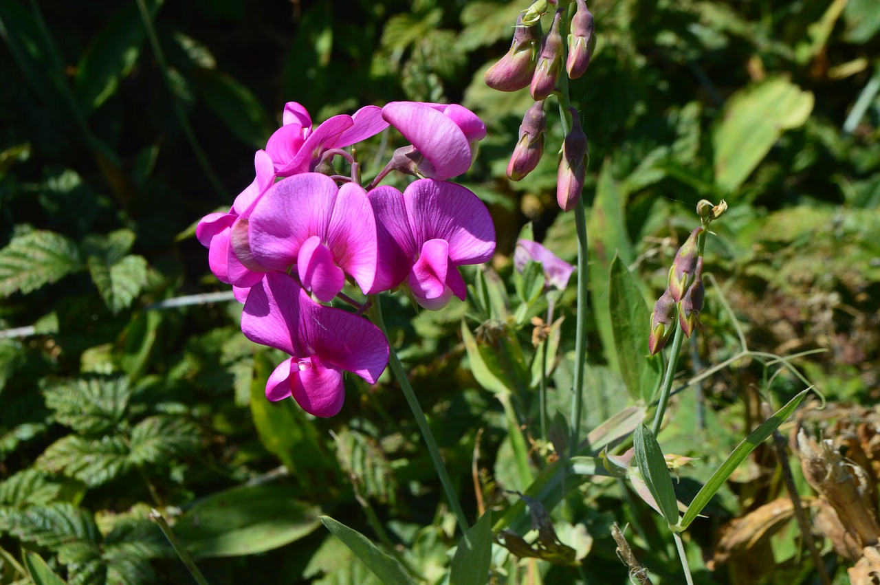 Orchidėja, Laukinė Gėlė, Laukiniai, Gamta, Vasara, Flora, Botanika, Žiedas, Lauke, Augalas