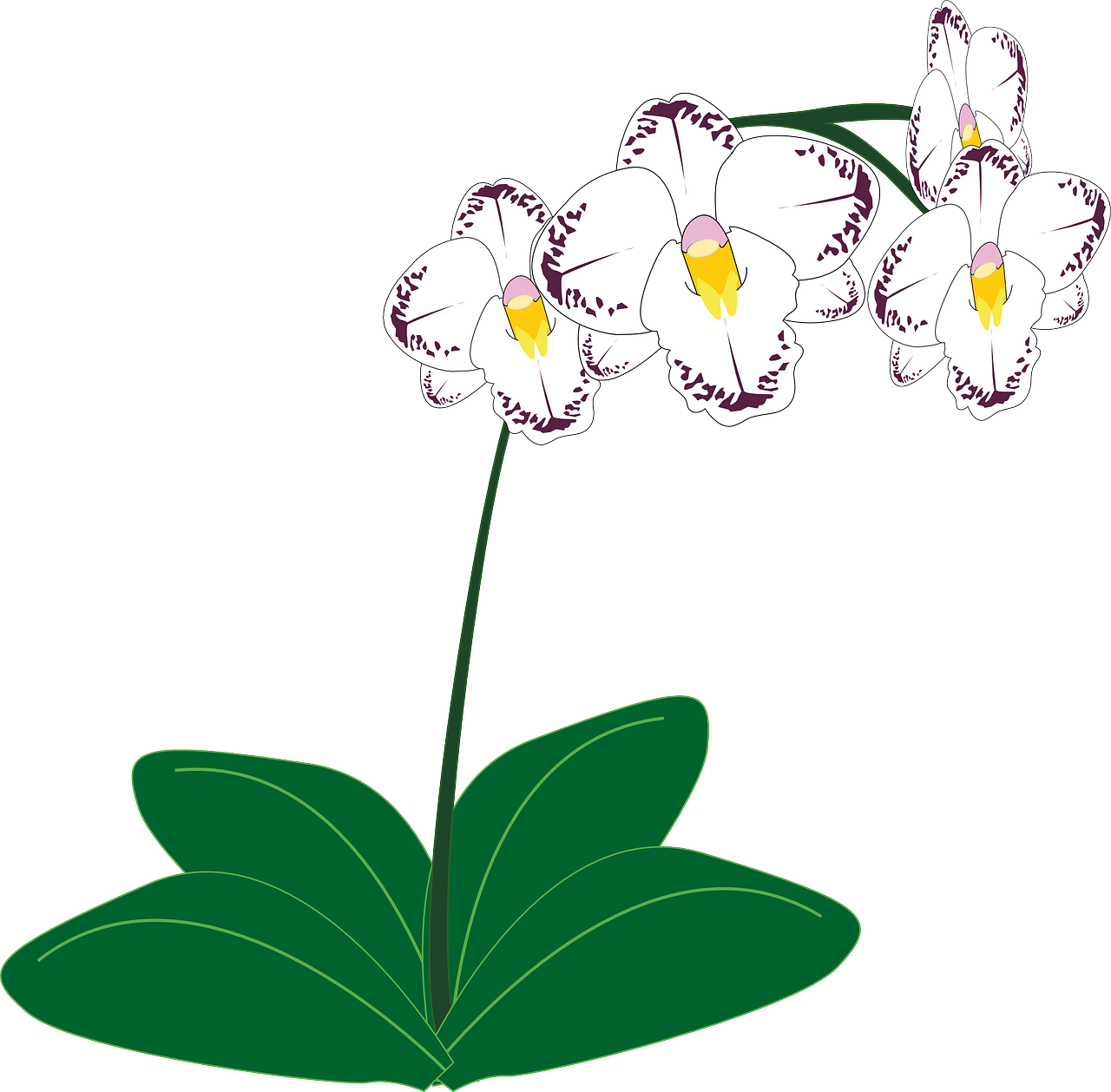 Orchidėja, Gėlė, Balta, Nemokama Vektorinė Grafika, Nemokamos Nuotraukos,  Nemokama Licenzija