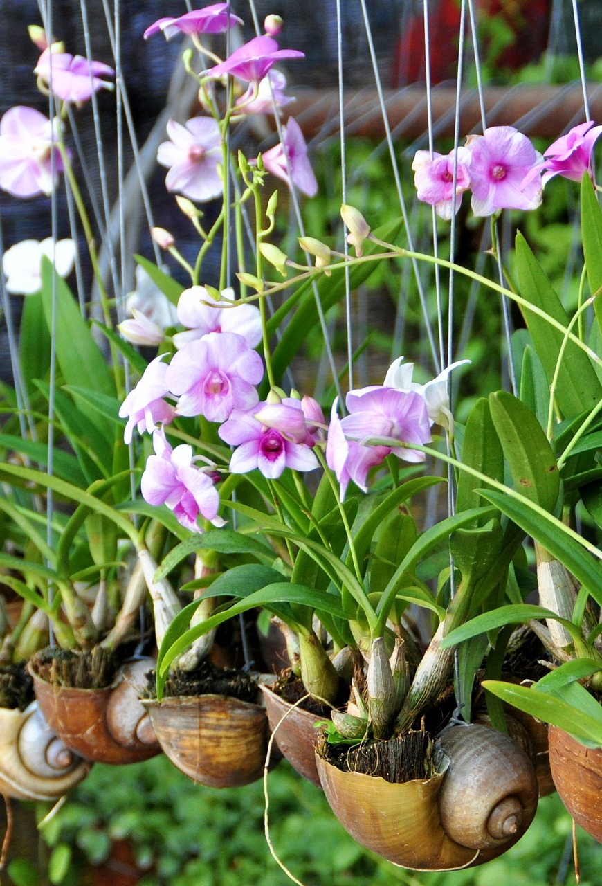 Orchidėja, Asija, Lukštas, Augalas, Žiedas, Žydėti, Botanikos, Orchidėjų Gėlė, Atsipalaidavimas, Sveikata