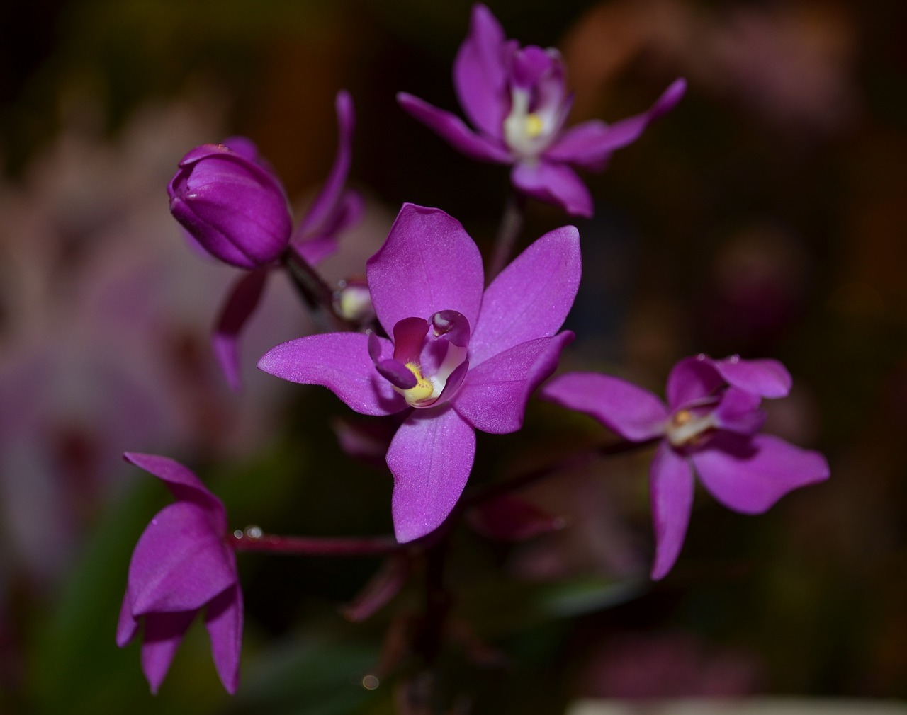 Orchidėja, Violetinė, Gėlė, Nemokamos Nuotraukos,  Nemokama Licenzija